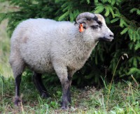 /album/fotogalerie-shetlandske-ovce/farma-beskydy-foto-cieslar-3542-jpg/